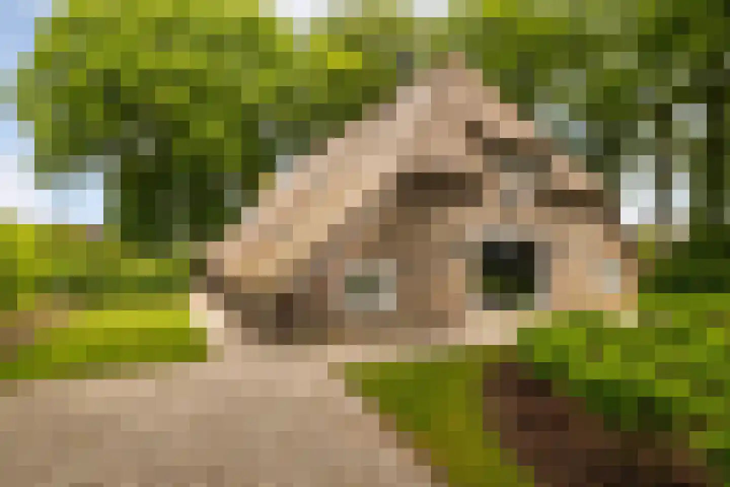 Veelhorsterweg 25 Nunspeet thumbnail 7