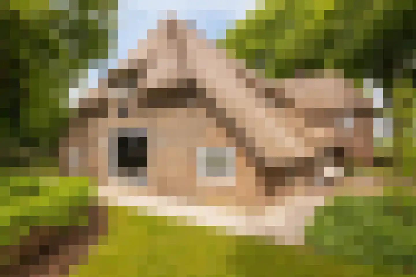 Veelhorsterweg 25 Nunspeet thumbnail 70