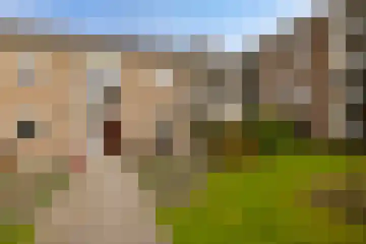 Veen en Duin 17 Bloemendaal thumbnail 30
