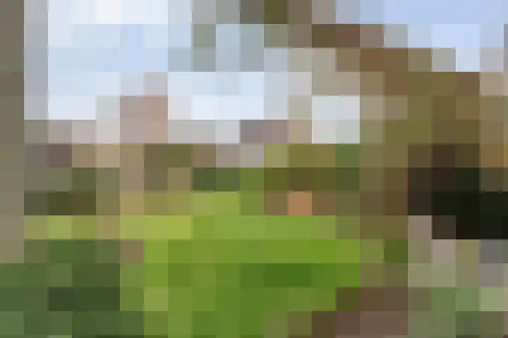 Veenakker 42 Beilen thumbnail 39