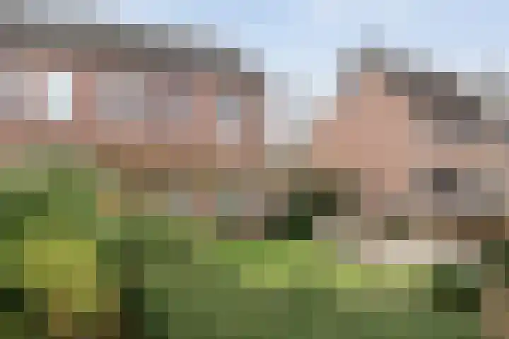 Veenakker 42 Beilen thumbnail 43