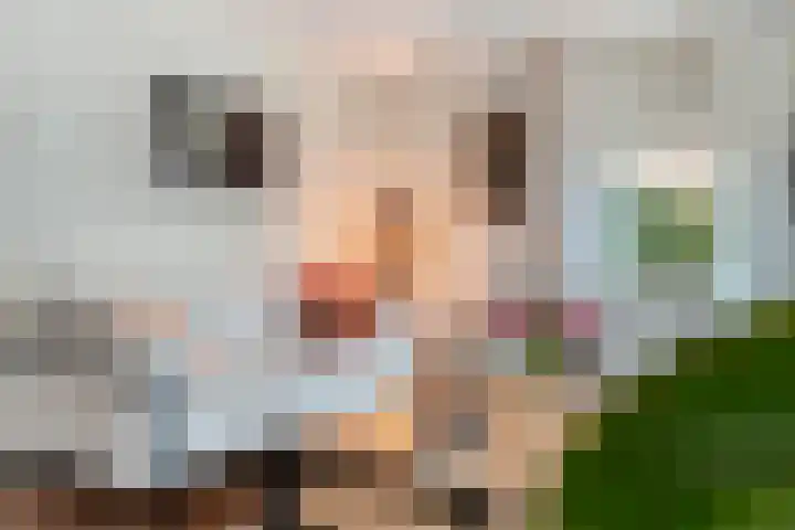 Veenakker 42 Beilen thumbnail 8