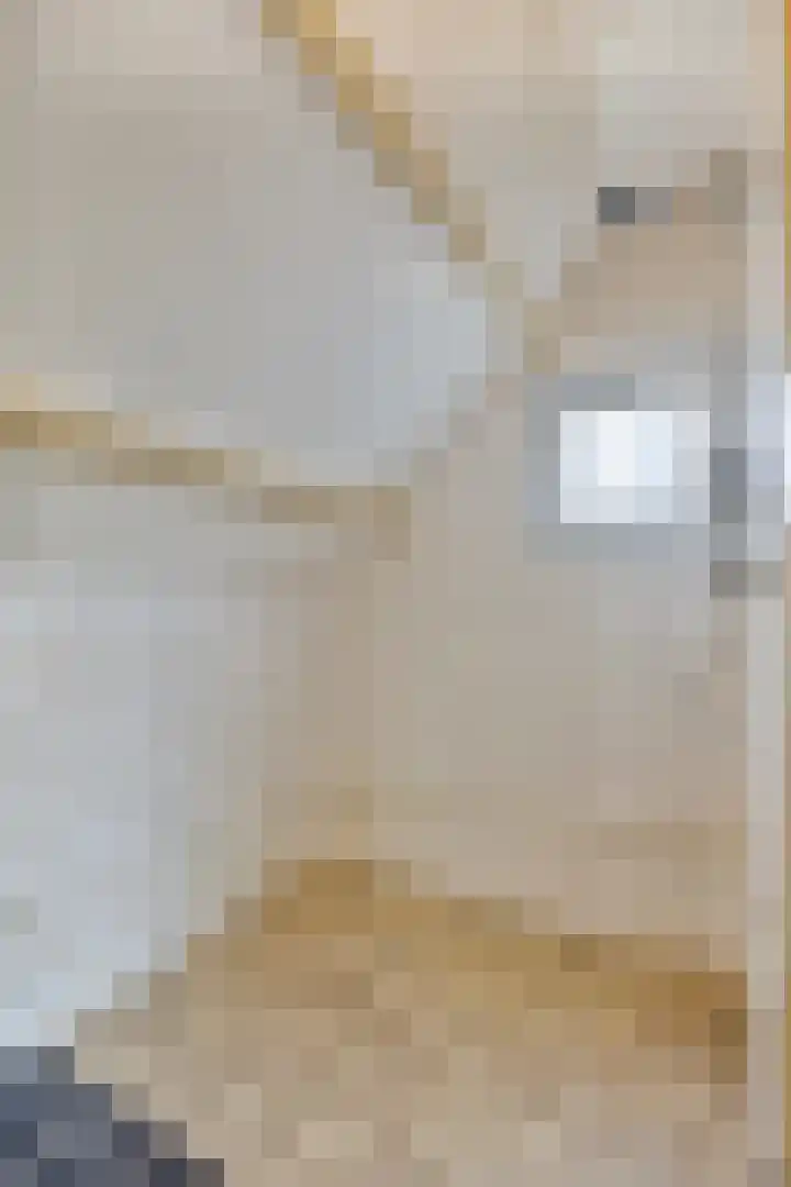 Veenakkers 18 Gieterveen thumbnail 19