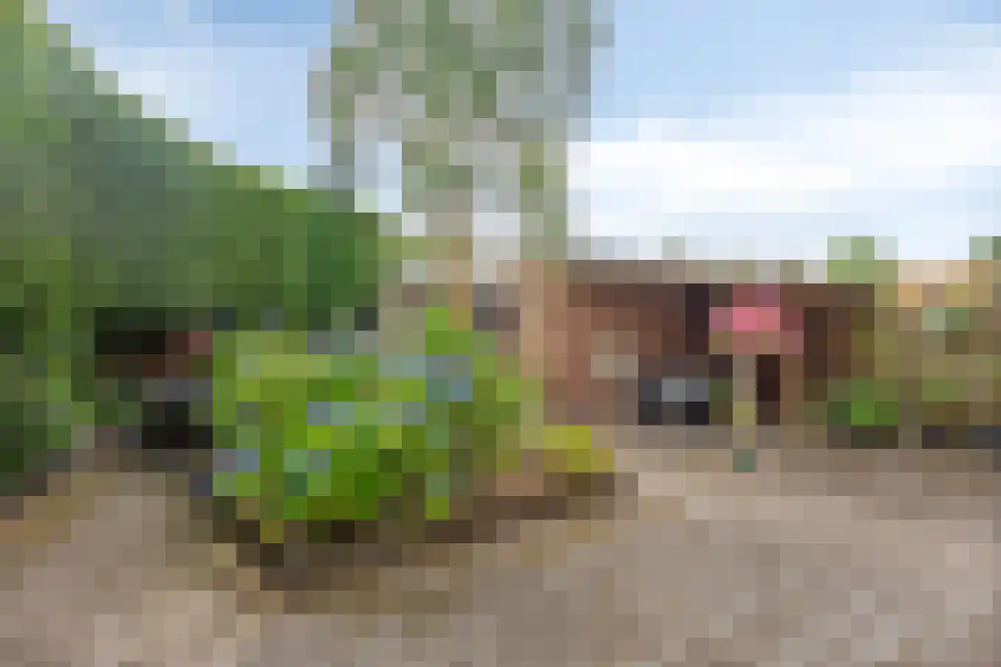 Veenbes 20 Oost West en Middelbeers thumbnail 33