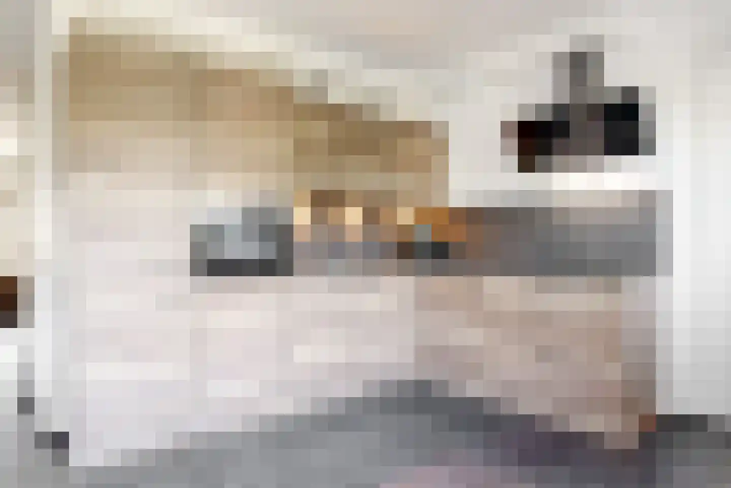 Veendijk 14 Zwaag thumbnail 10