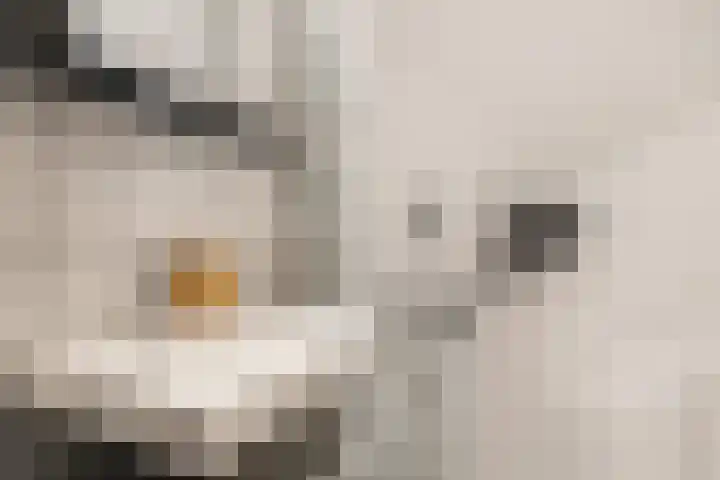 Veenendaalkade 509 Den Haag thumbnail 15