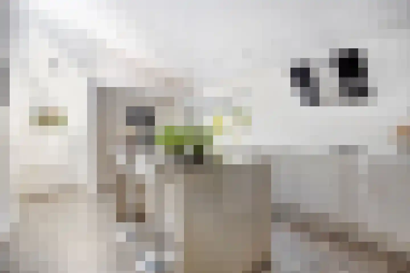 Veenhof 2233 Wijchen thumbnail 13