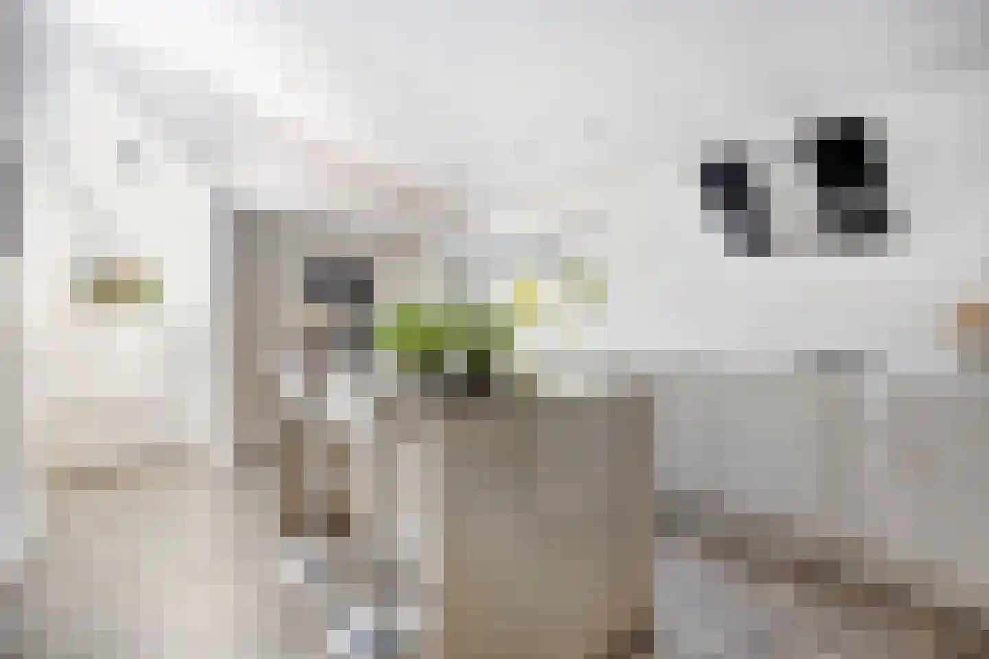 Veenhof 2233 Wijchen thumbnail 6