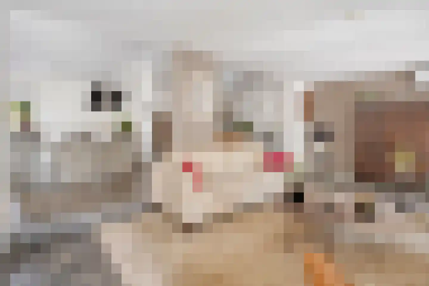 Veenhof 2233 Wijchen thumbnail 9