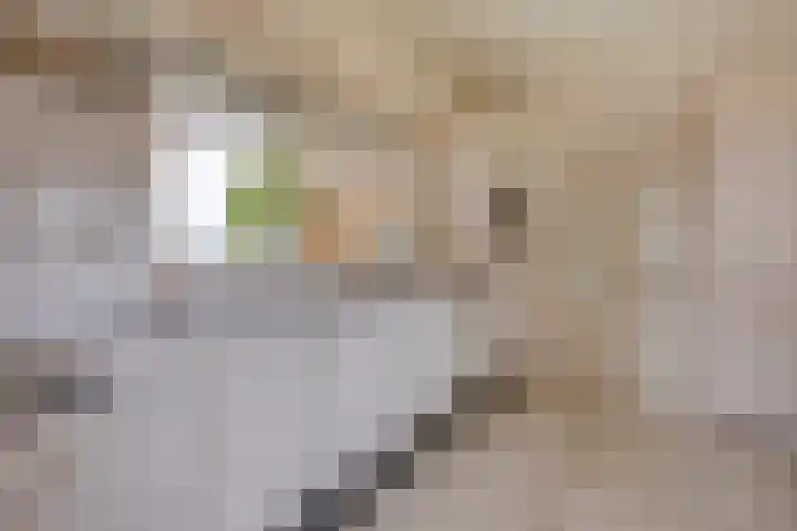 Veenkampenweg 21 Emmen thumbnail 13