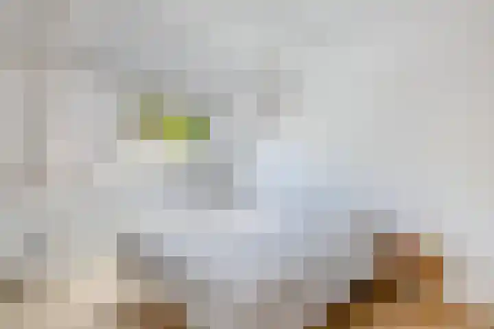Veenlanden 39 Steenwijk thumbnail 19