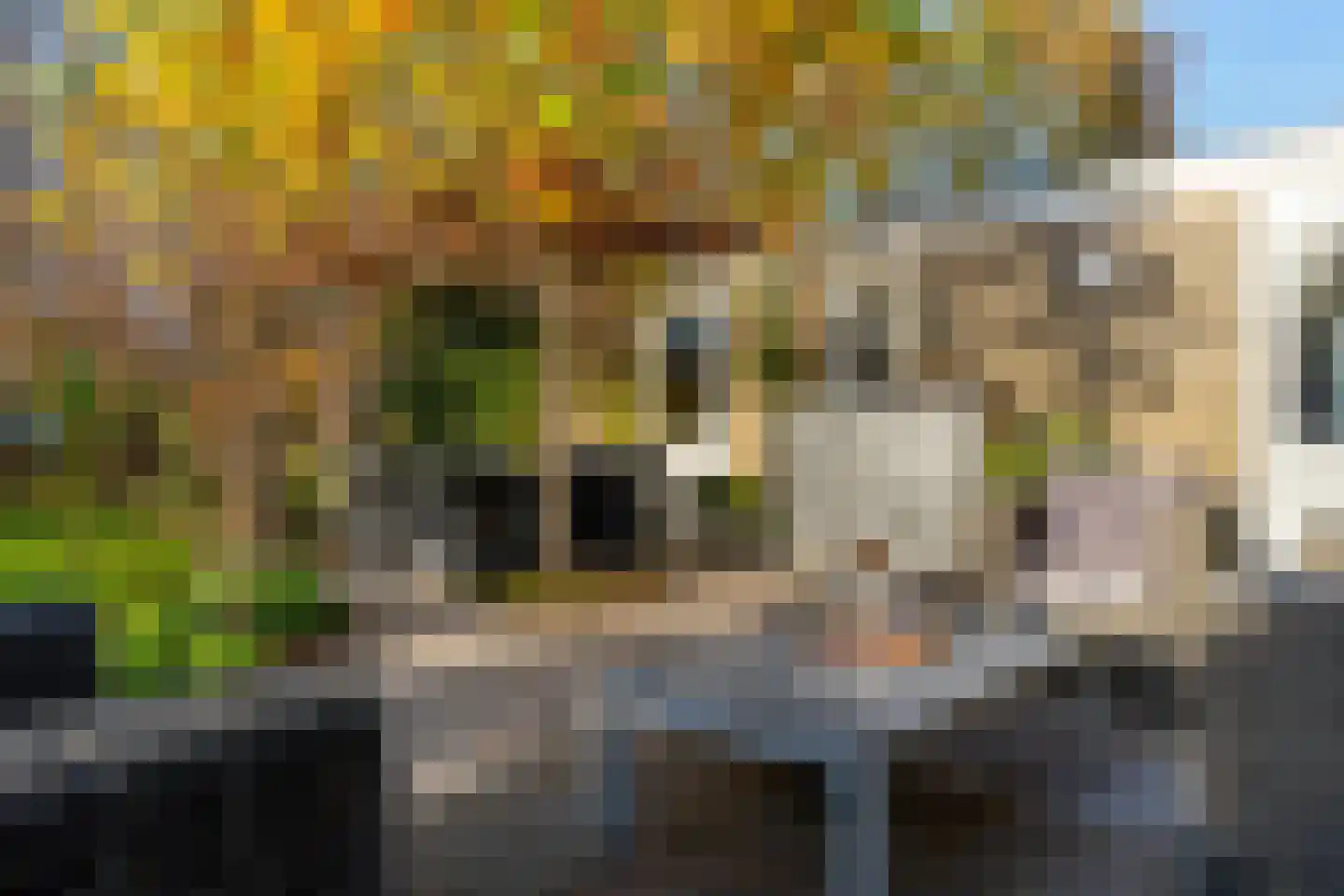 Veenmos 10 Veenendaal thumbnail 34