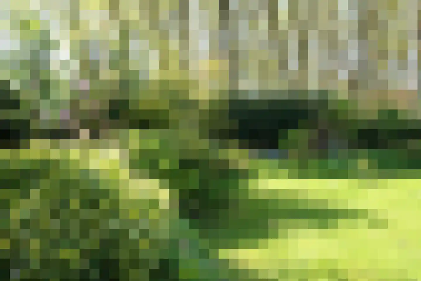 Veenmos 10 Veenendaal thumbnail 36