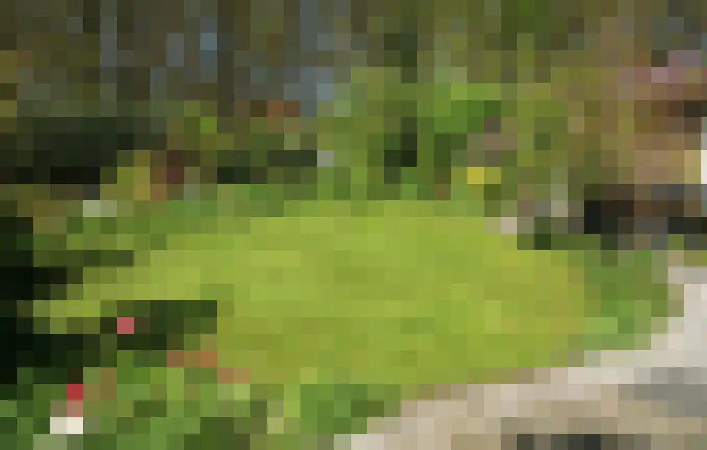 Veenmos 10 Veenendaal thumbnail 37