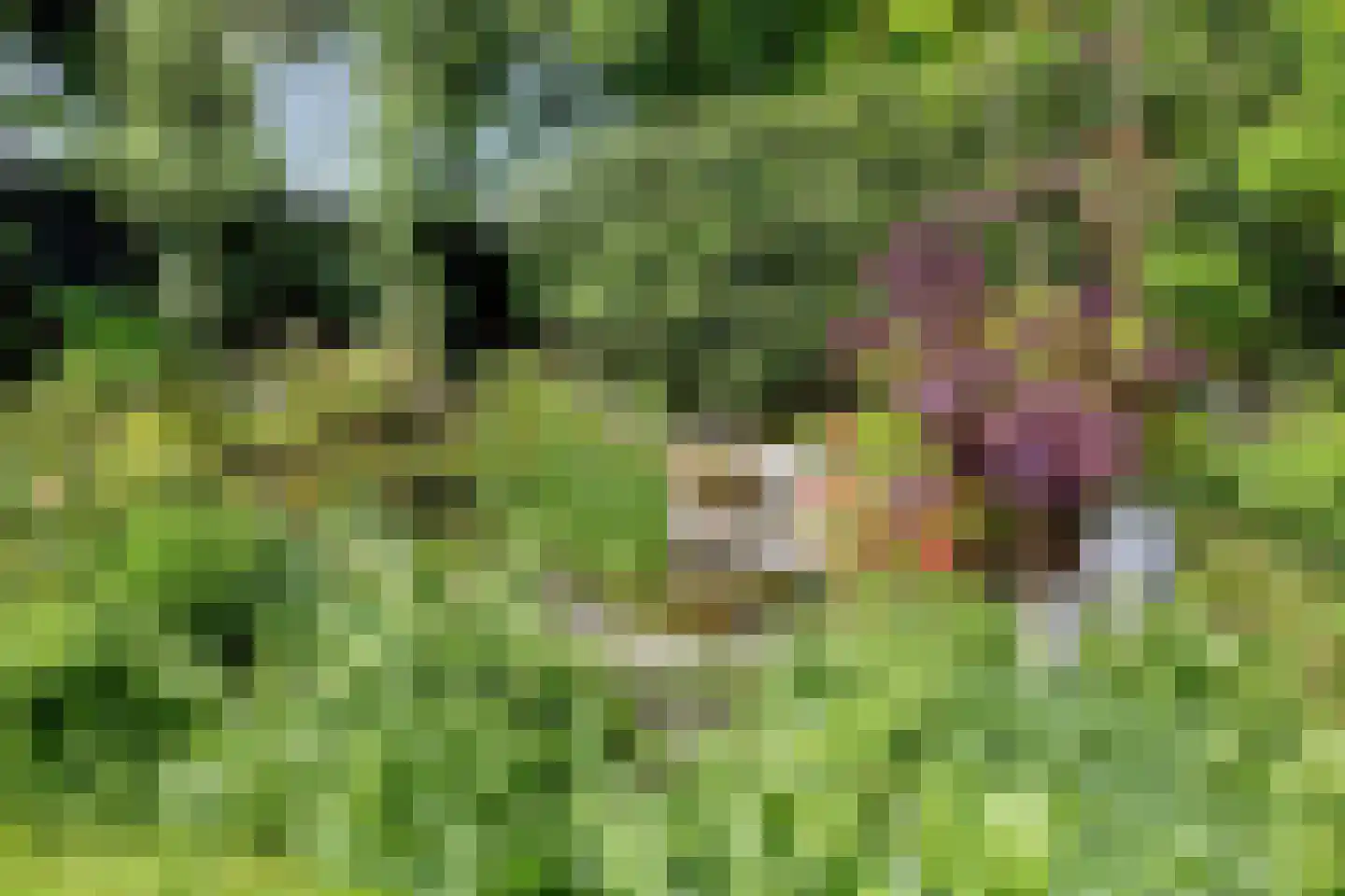 Veenmos 10 Veenendaal thumbnail 38