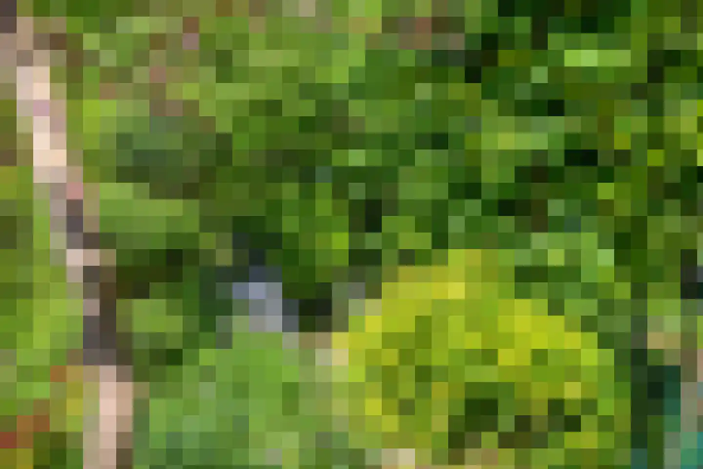 Veenmos 10 Veenendaal thumbnail 39