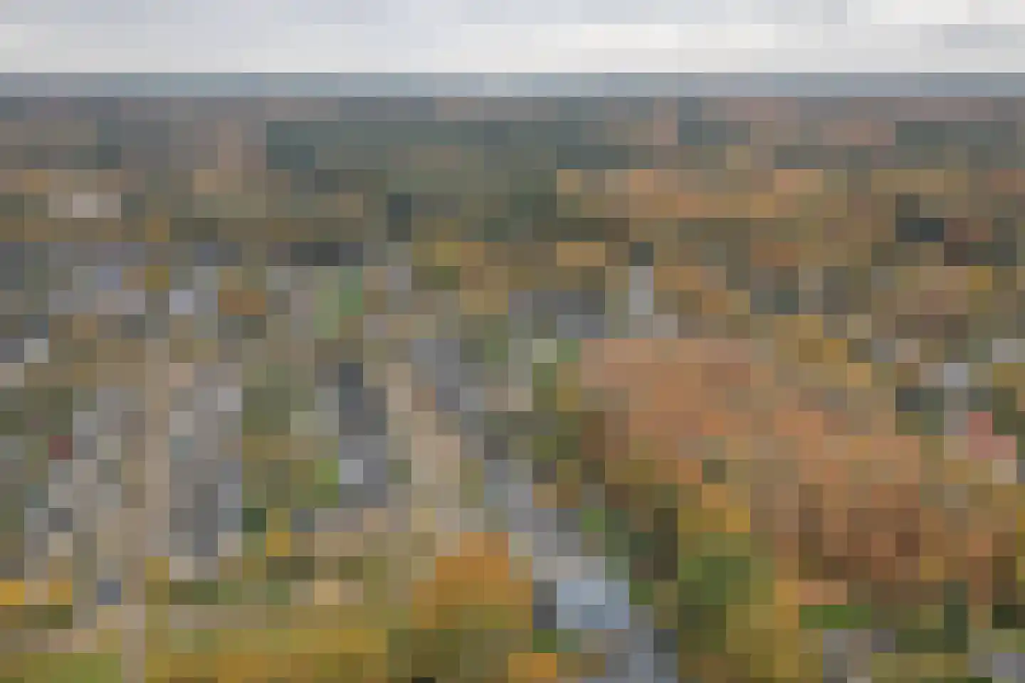 Veenmos 10 Veenendaal thumbnail 43
