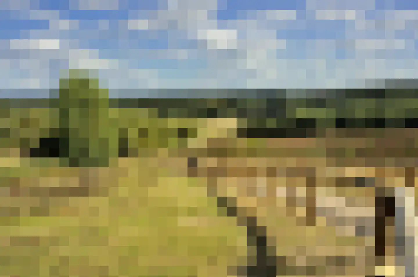 Veenmos 10 Veenendaal thumbnail 55