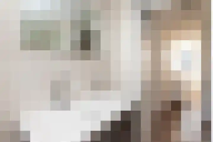 Veenmos 11 Alblasserdam thumbnail 27