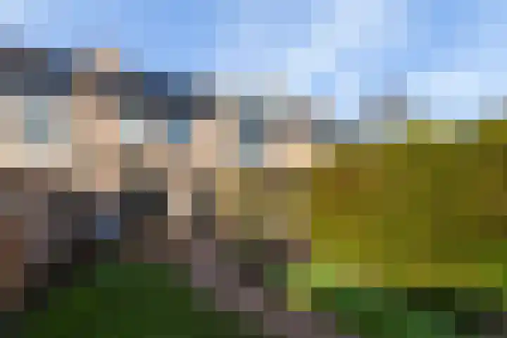 Veenmos 11 Alblasserdam thumbnail 36
