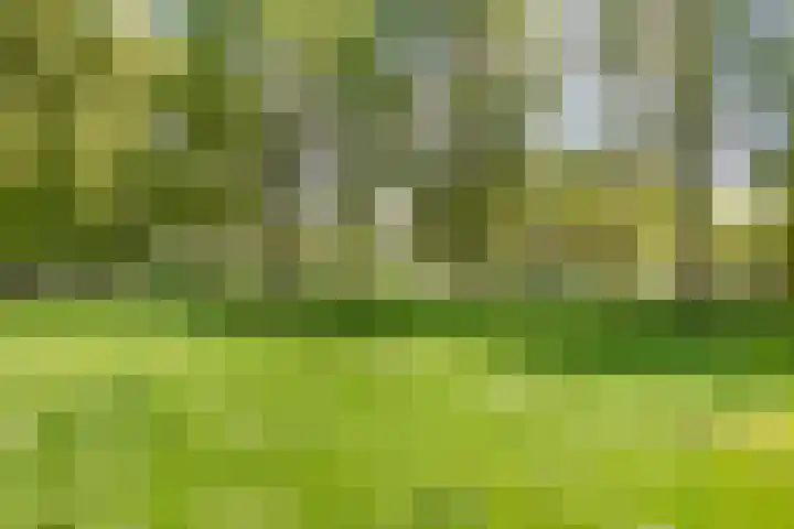 Veenmos 119 Kampen thumbnail 45
