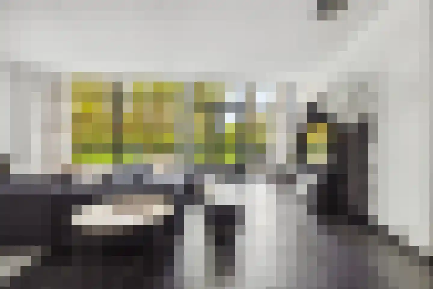 Veenmos 2 Veenendaal thumbnail 12