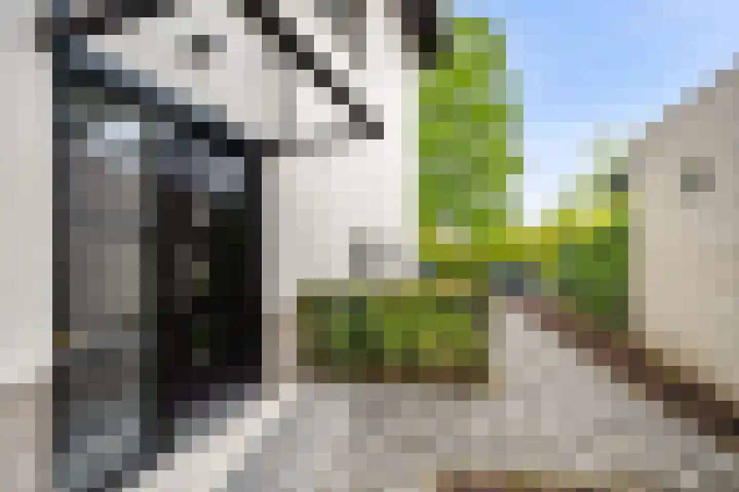 Veenmos 2 Veenendaal thumbnail 69