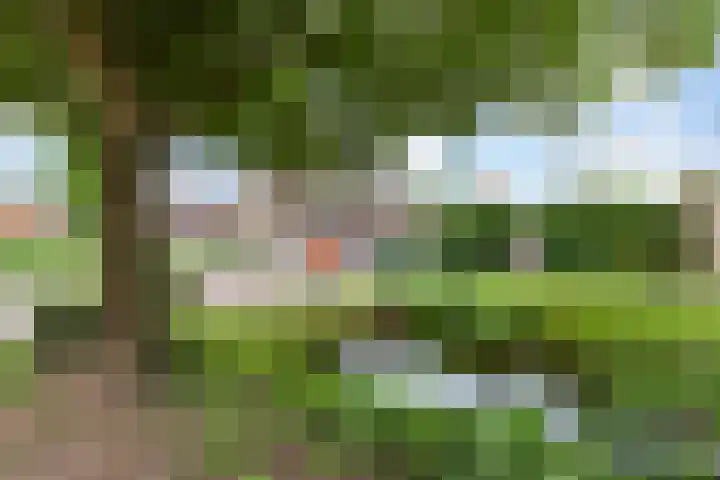 Veenmos 3 Reeuwijk thumbnail 30