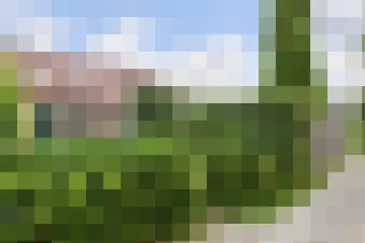 Veenmos 3 Reeuwijk thumbnail 33