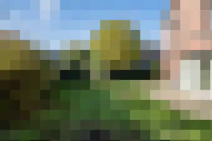 Veenmos 4 Reuver thumbnail 22