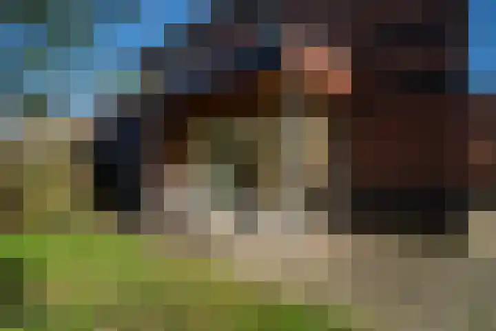 Veenmos 4 Reuver thumbnail 27