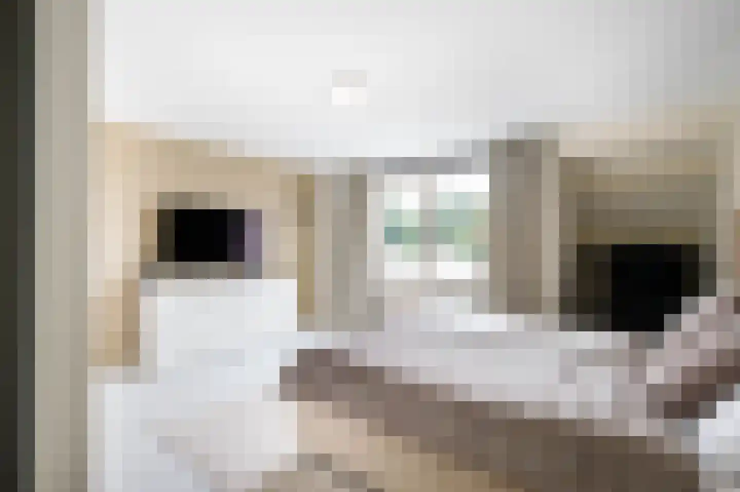 Veenmos 42 Nieuwerkerk aan den IJssel thumbnail 24