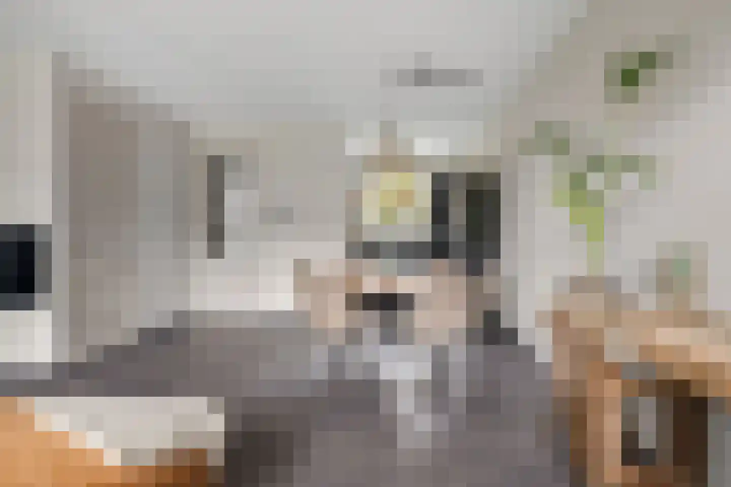 Veenmos 43 Boekel thumbnail 9