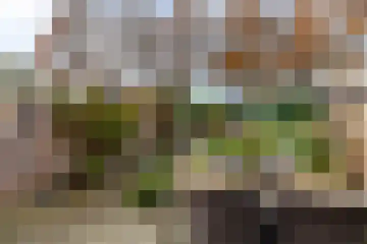 Veenmos 6 Alblasserdam thumbnail 31