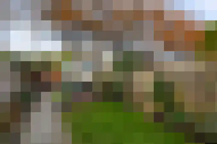 Veenmos 6 Alblasserdam thumbnail 33
