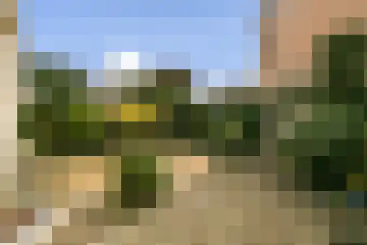 Veenmos 7 Bergschenhoek thumbnail 10
