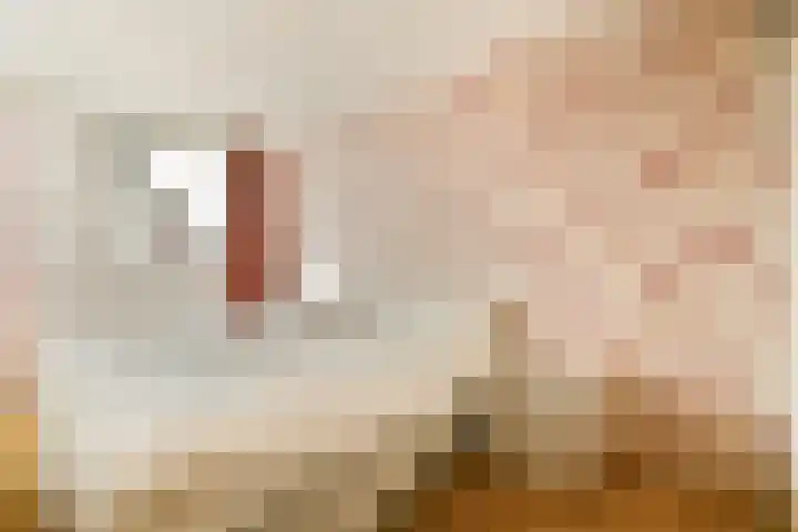 Veenmos 7 Bergschenhoek thumbnail 15