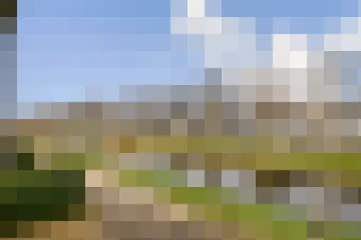 Veenmos 7 Bergschenhoek thumbnail 18