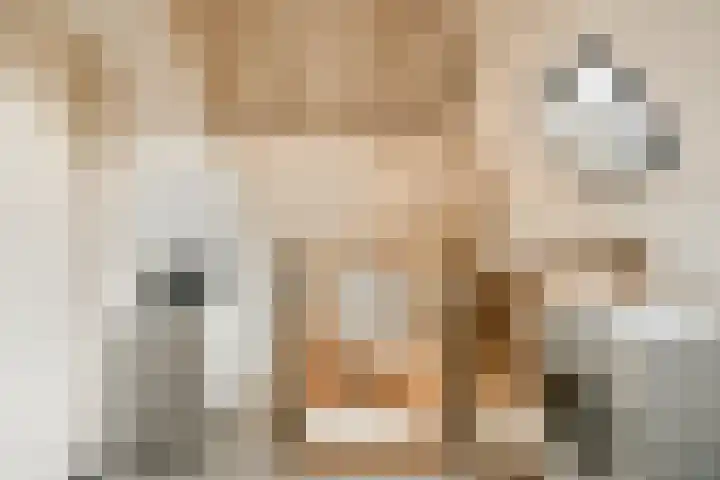Veenmos 7 Bergschenhoek thumbnail 25