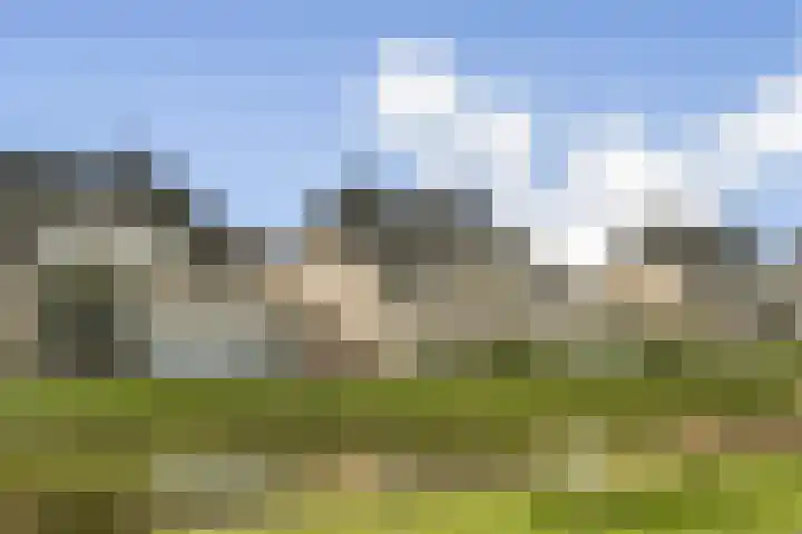Veenmos 7 Bergschenhoek thumbnail 28