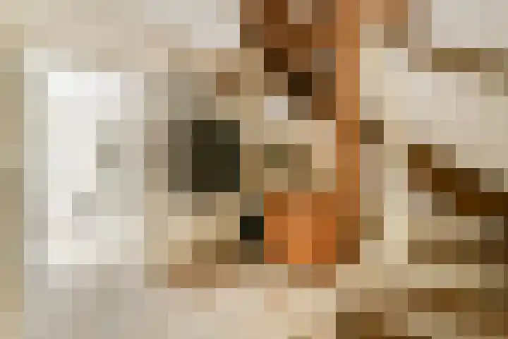 Veenmos 7 Bergschenhoek thumbnail 5