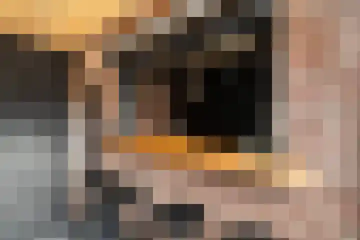 Veenmos 7 Nieuwerkerk aan den IJssel thumbnail 22
