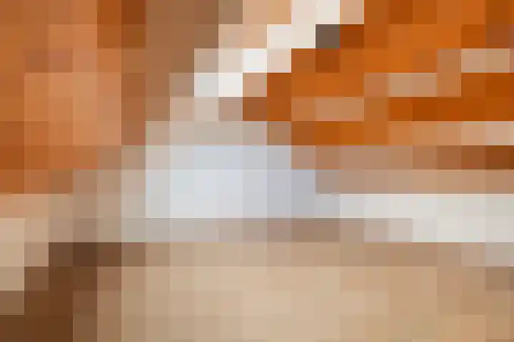 Veenmos 7 Nieuwerkerk aan den IJssel thumbnail 44