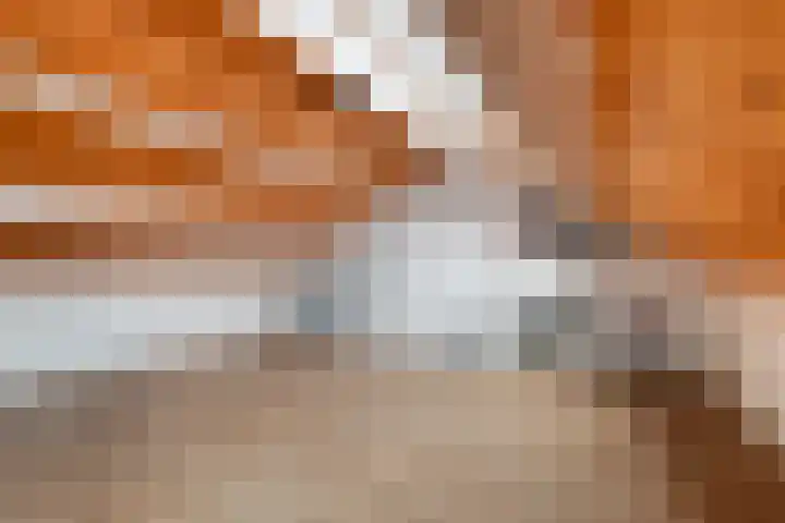 Veenmos 7 Nieuwerkerk aan den IJssel thumbnail 46