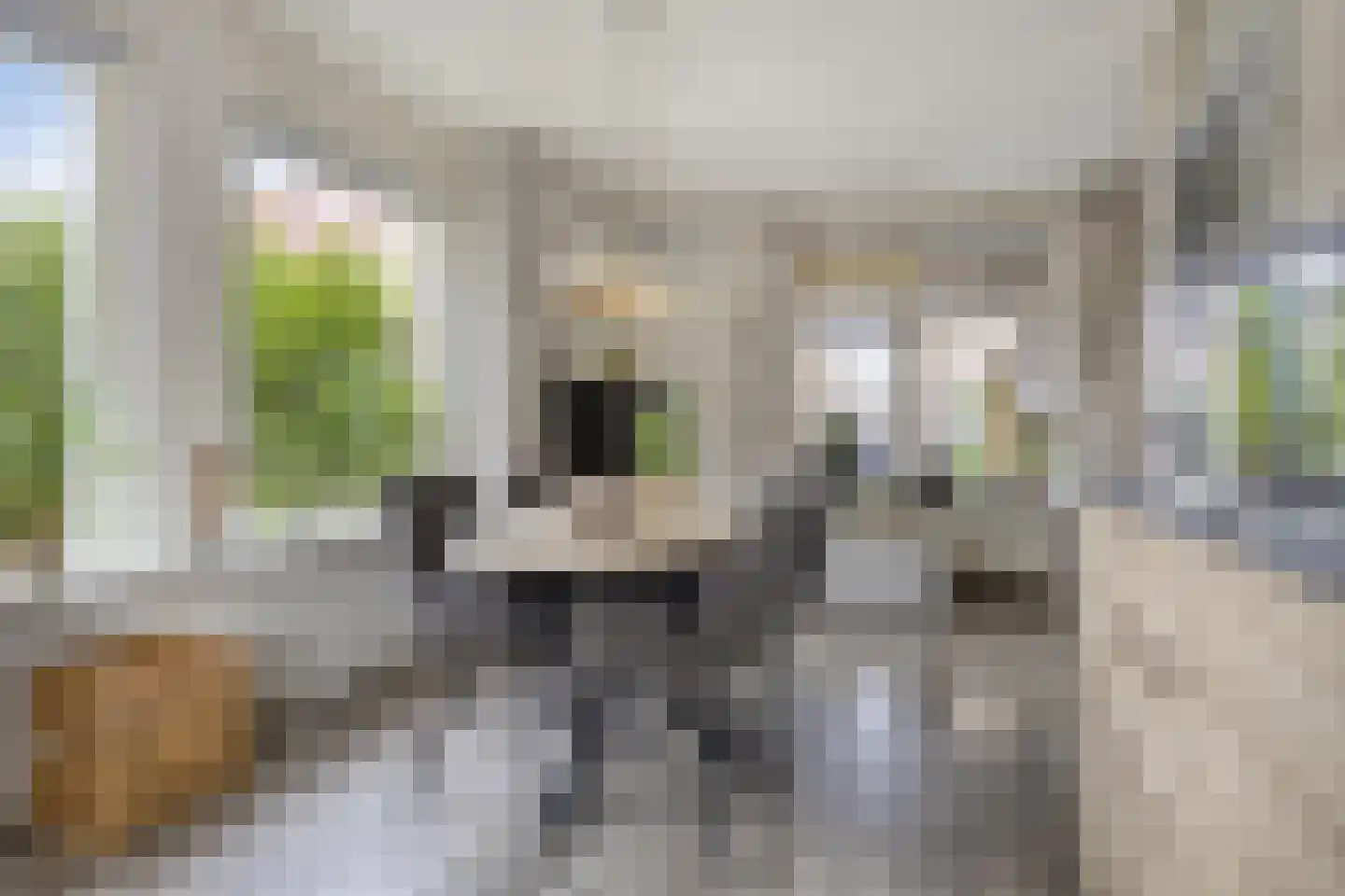 Veenmos 79 Kampen thumbnail 6