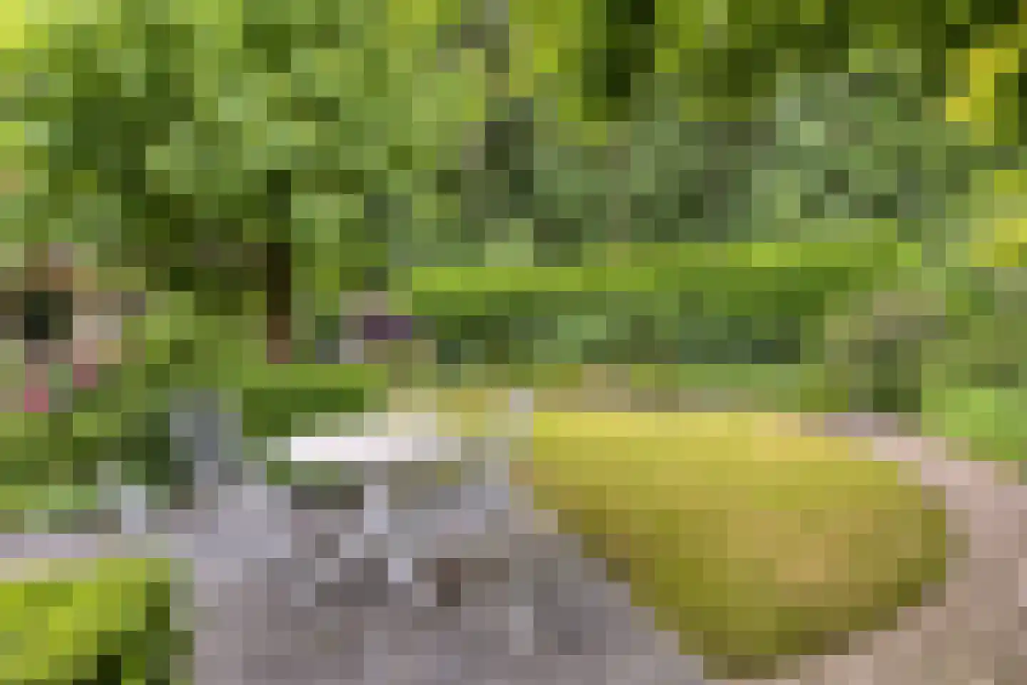 Veenmos 8 Veenendaal thumbnail 40