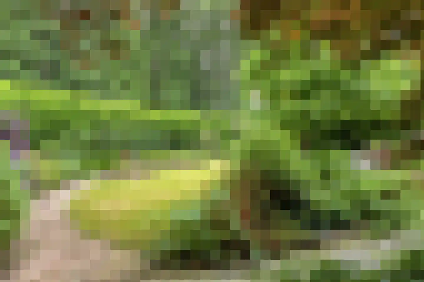Veenmos 8 Veenendaal thumbnail 43