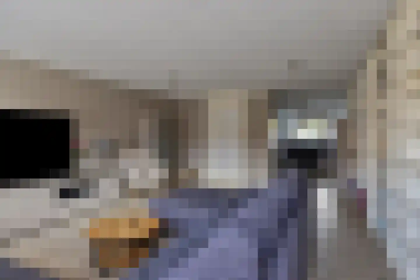 Veenmos 9 Zwolle thumbnail 10