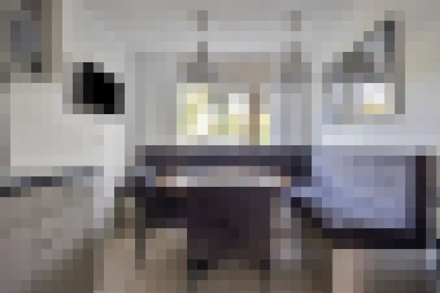 Veenmos 9 Zwolle thumbnail 13