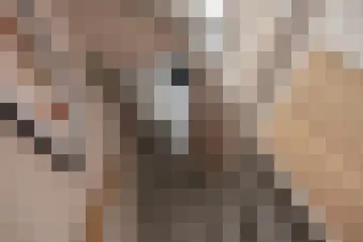 Veenpluis 14 Den Haag thumbnail 20